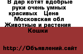 В дар котят вдобрые руки очень умных, красивых › Цена ­ 1 - Московская обл. Животные и растения » Кошки   